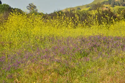 DSC_6461 (Large).JPG